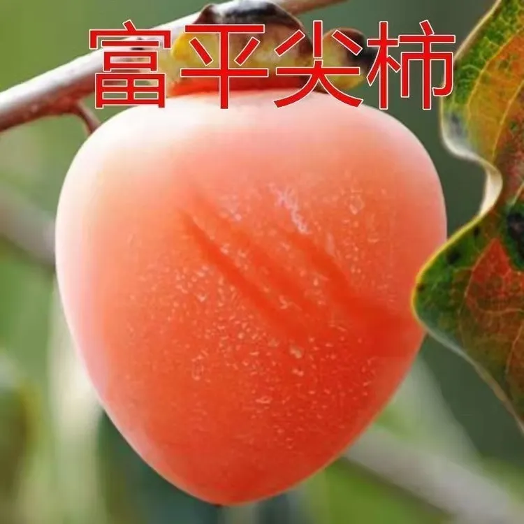 富平尖柿子树苗 嫁接可做柿饼盆栽地栽南北方种植当年结果 果树苗