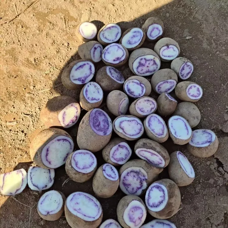 正宗贵州新鲜乌洋芋小土豆七彩农家自种小马铃薯批发紫皮紫心土豆