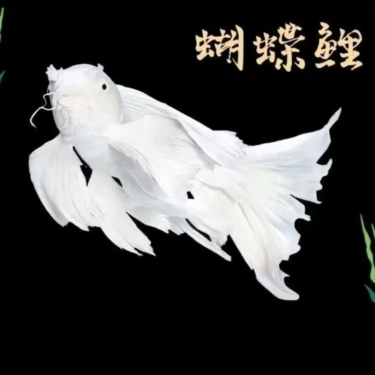 贵妃石膏白台湾蝴蝶鲤精品赛级球体短身大鳍长尾锦鲤冷水观赏鱼苗