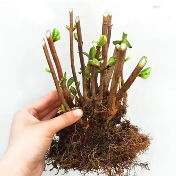 绣球花苗老桩无尽夏盆栽地载室内阳台庭院特大花卉花园植物四季开