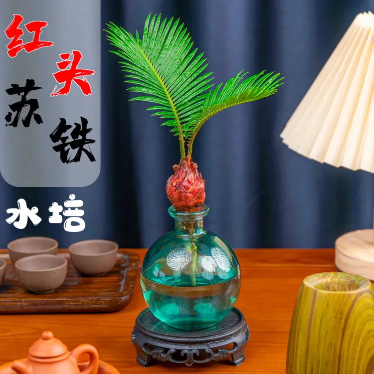 水培铁树宝宝室内桌面创意盆栽好养易活四季常青绿植茶桌新宠
