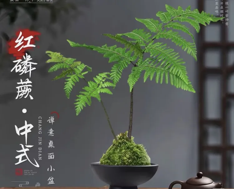 金丝红磷蕨喜阴喜水室内客厅茶桌书桌可摆放禅意水培绿植茶桌绿植