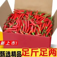 新鲜现摘特辣小米辣可用于餐饮调味的红辣椒蔬菜