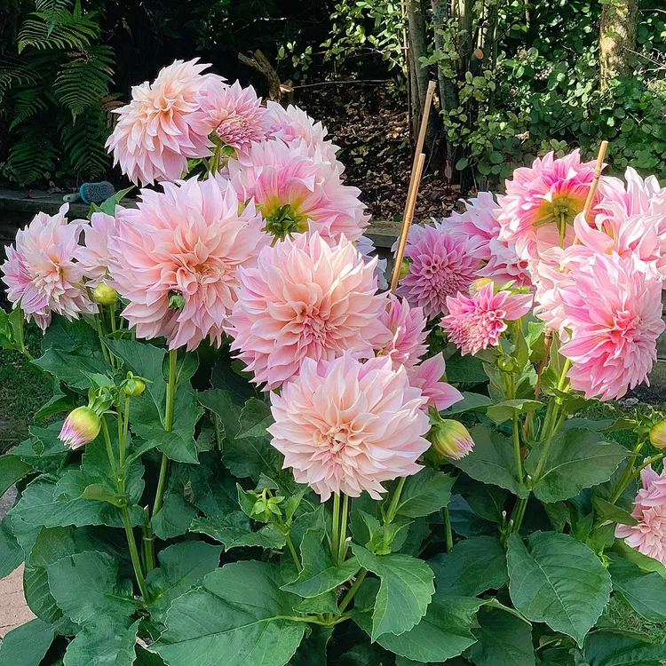 大丽花种球重瓣大丽花多年生宿根四季栽种花卉附近年年花开易种植