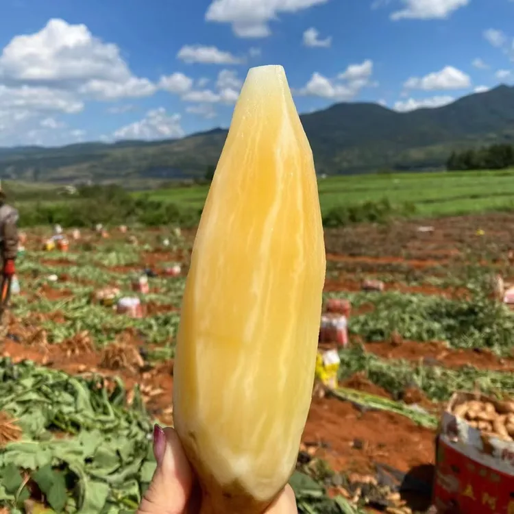 【脆甜多汁】云南天山雪莲果  低糖低脂 解腻解馋 现挖现发 