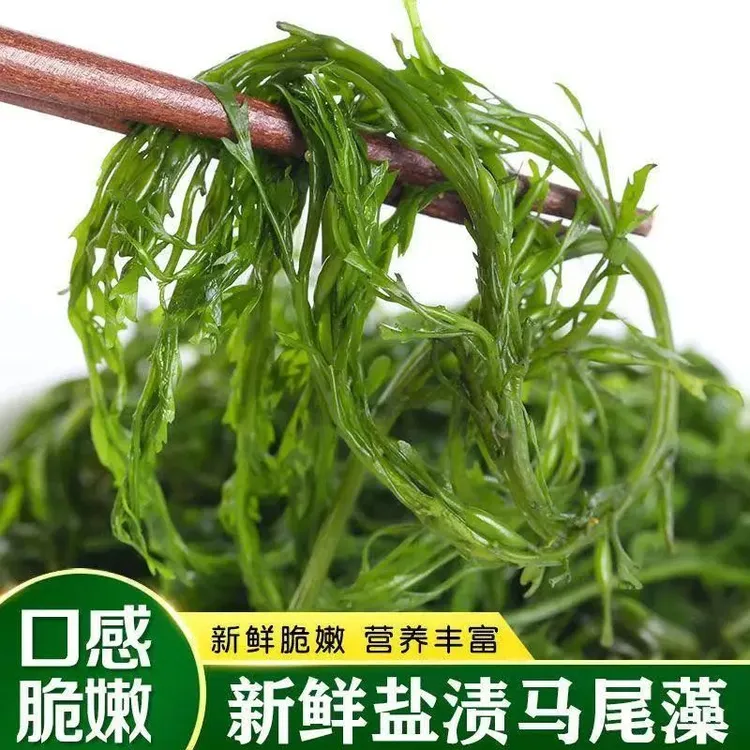 抢！头茬新鲜盐渍马尾藻鞭炮笋海藻长寿菜凉拌煲汤火锅商用批发