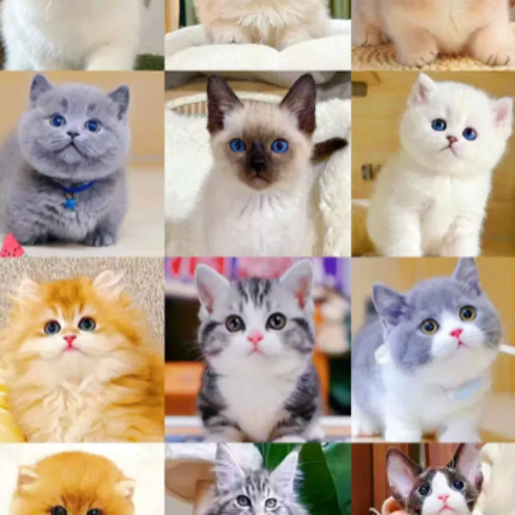 【深圳宠物超市萌宠售卖】宠物猫咪活体