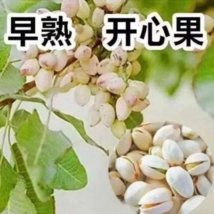 耐寒嫁接开心果苗果树苗盆栽地栽南北方庭院阳台四季鸡爪槭树