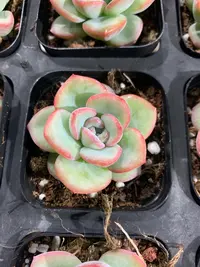 927号（凑单满12.8元包邮）奶油泡芙多肉