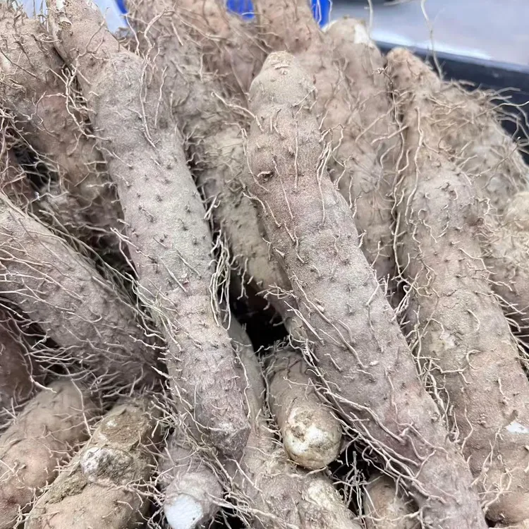 潮汕本地【带皮姜薯】新鲜现挖清爽滑口广东省内京东顺丰包邮