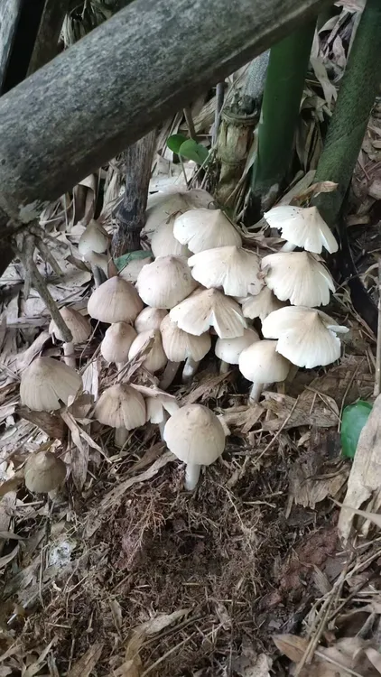 石棉本地野生三塔菇