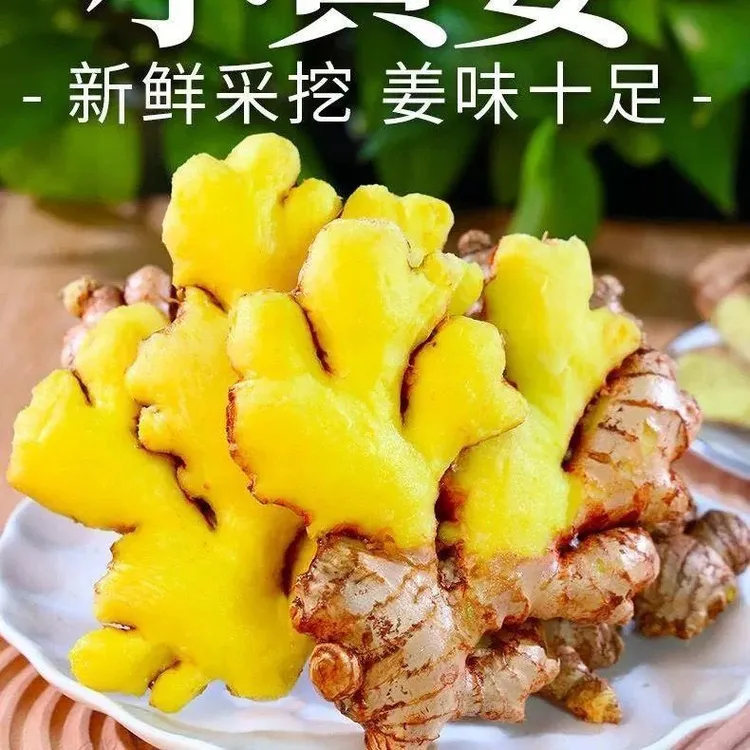 正宗云南小黄姜新鲜现挖老姜香味浓郁辛辣山地种植