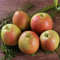 云南冬雪梨净重9斤XM