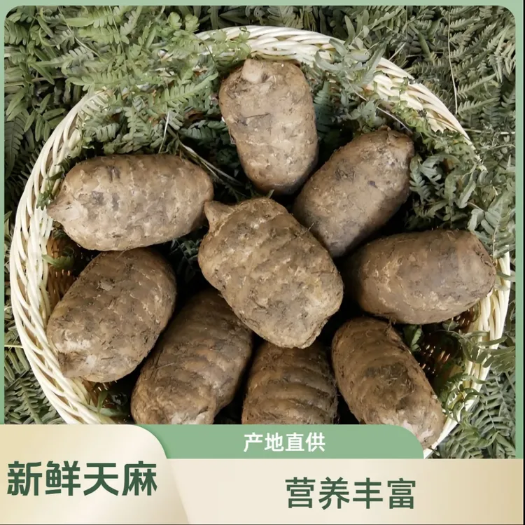 现挖鲜天麻贵州赫章高山防野生种植乌天麻高营养