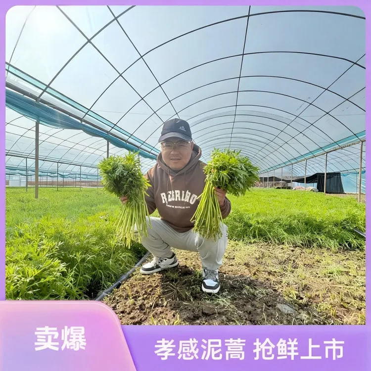 【孝感藜蒿】抢鲜上市头茬藜蒿脆嫩爽口清香扑鼻
