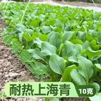 耐热上海青种子夏秋季节种植耐湿耐雨性强阳台小菜园生长连续收获