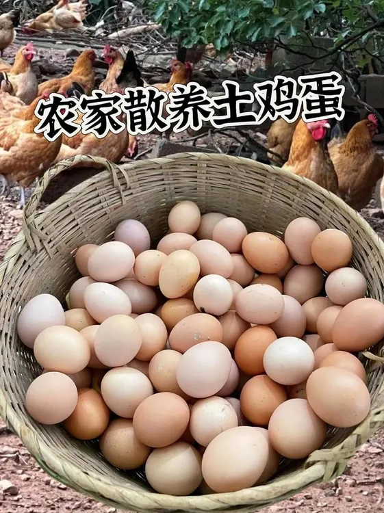 【老闫农场】50枚全粉农家土鸡蛋优质散养天然健康营养新鲜现捡现发