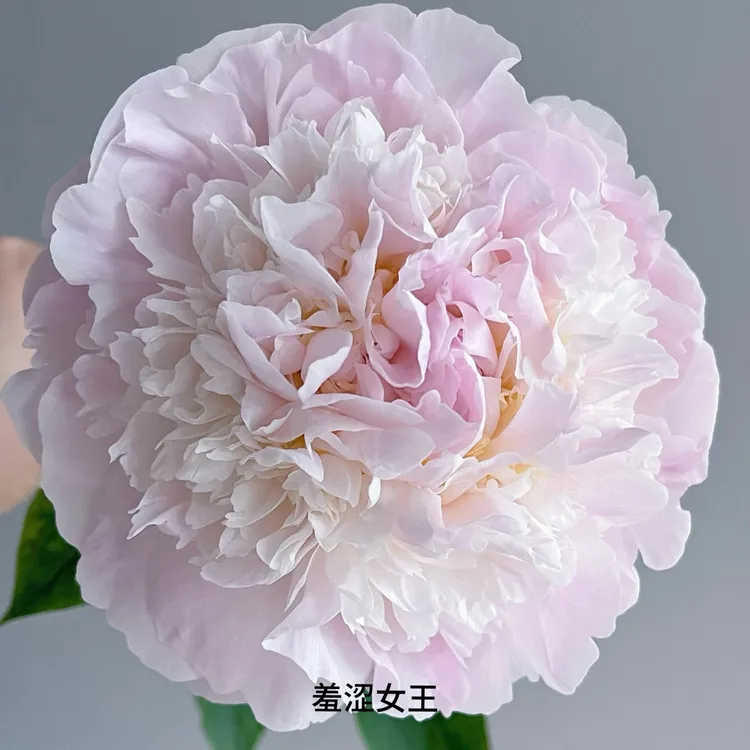 【羞涩女王】进口芍药，裸根发货