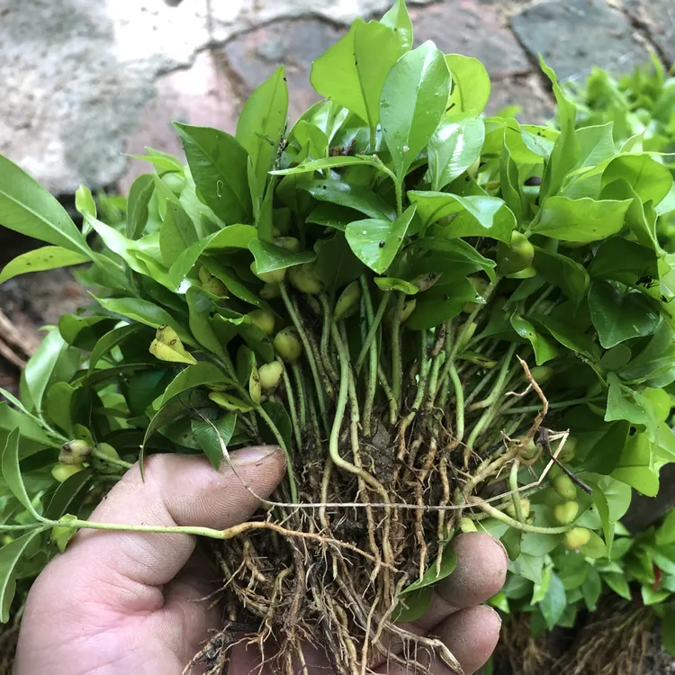 沉香小苗庭院绿植稀有名贵树苗直发