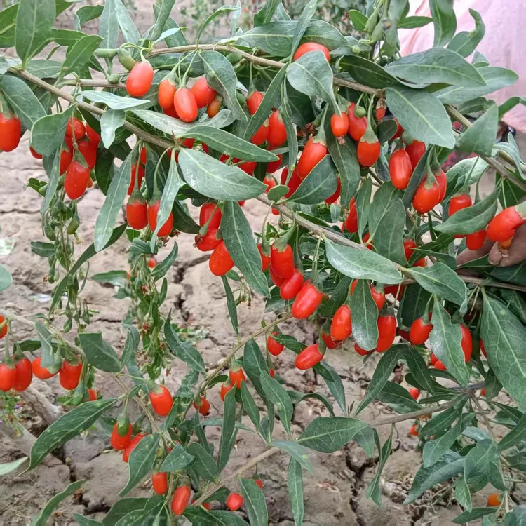 瓜州枸杞，自己种的