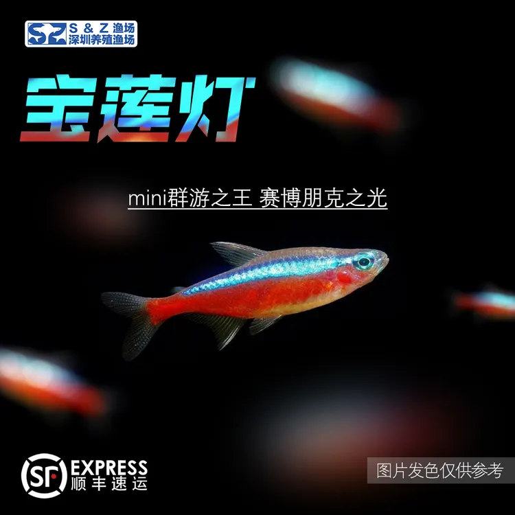 【直播优惠】宝莲灯鱼巴西淡水鱼热带鱼小型灯科鱼活体观赏鱼