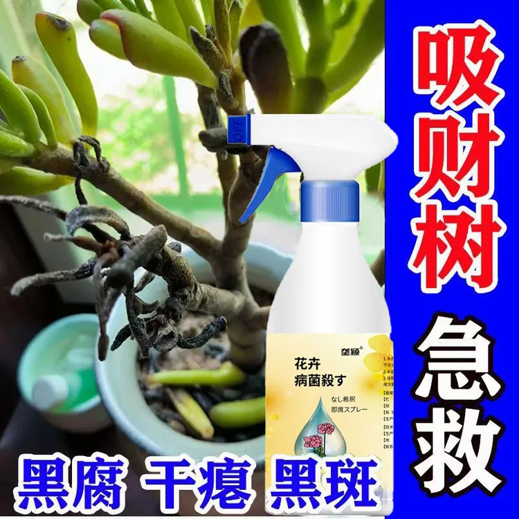 【吸财树营养液】多肉吸财树黑斑病软腐烂根病锈病根腐病急救免稀释