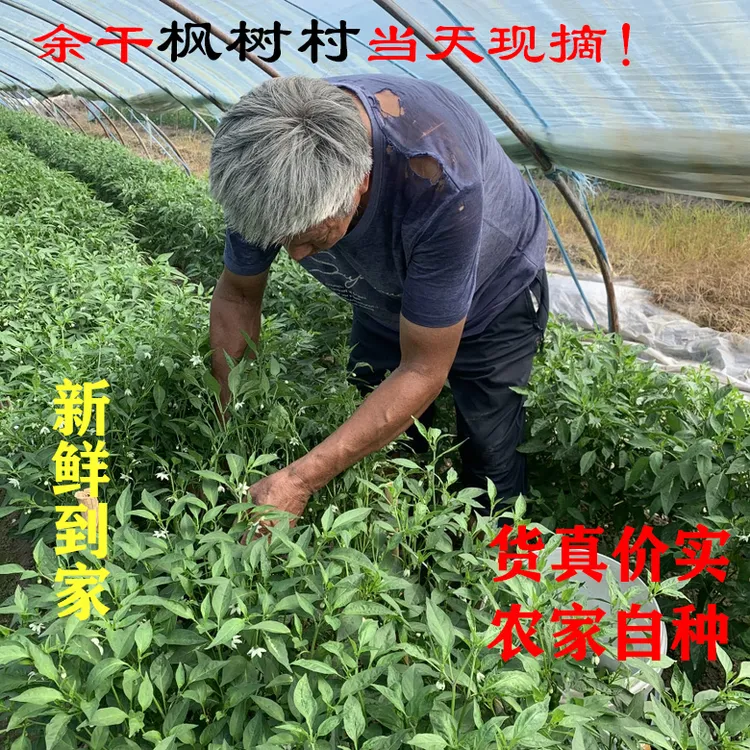 【余干枫树李家李玲玲】正宗余干枫树李家辣椒 皮薄肉脆 鲜香辣包邮