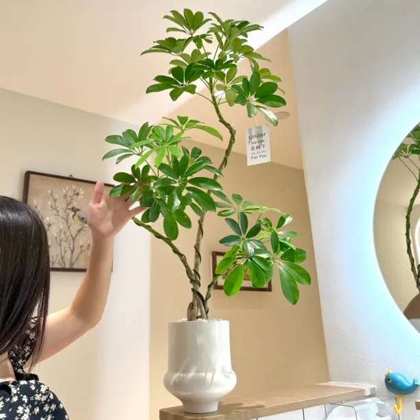 大丛林造型老桩鸭脚木鸭掌木盆栽盆景室内客厅办公室落地花卉绿植