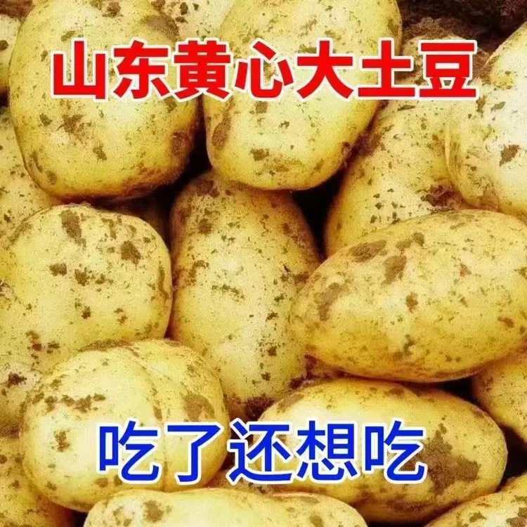山东正宗黄心荷兰土豆便宜新鲜现挖箱装包邮当季蔬菜洋芋新鲜美味