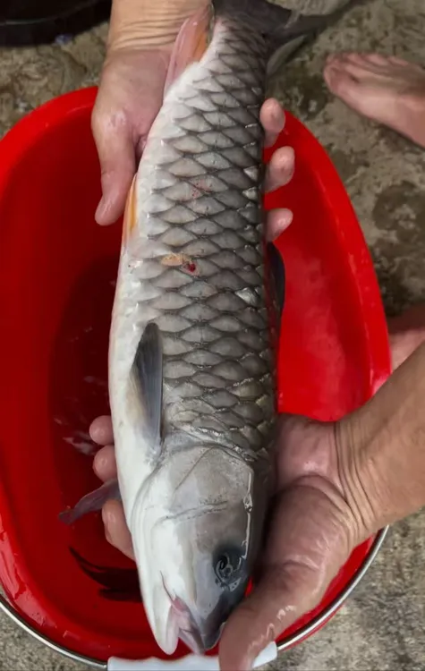 大南山军鱼石娟鱼新鲜生鱼片刺身顺丰活体活发