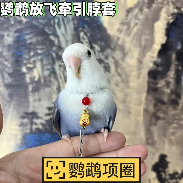 牡丹鹦鹉脖套金太阳玄凤小太阳和尚鹦鹉通用外出牵引脖圈鹦鹉项圈