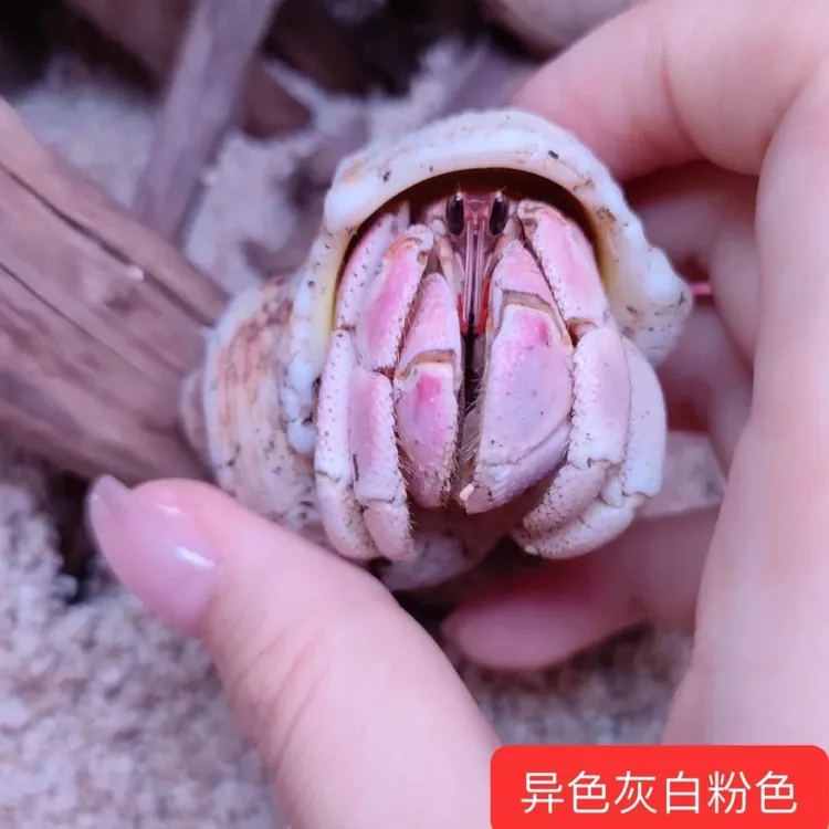 靓亮寄居蟹萌宠可爱寄居蟹水族宠物