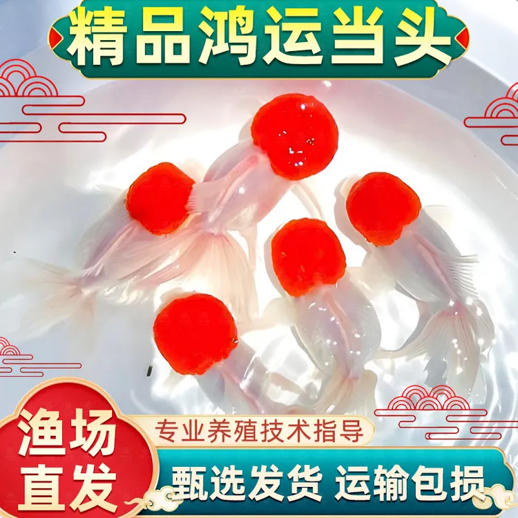 鸿运当头鱼金鱼活鱼观赏鱼鹤顶红狮子头丹顶冷水鱼淡水好养耐活鱼
