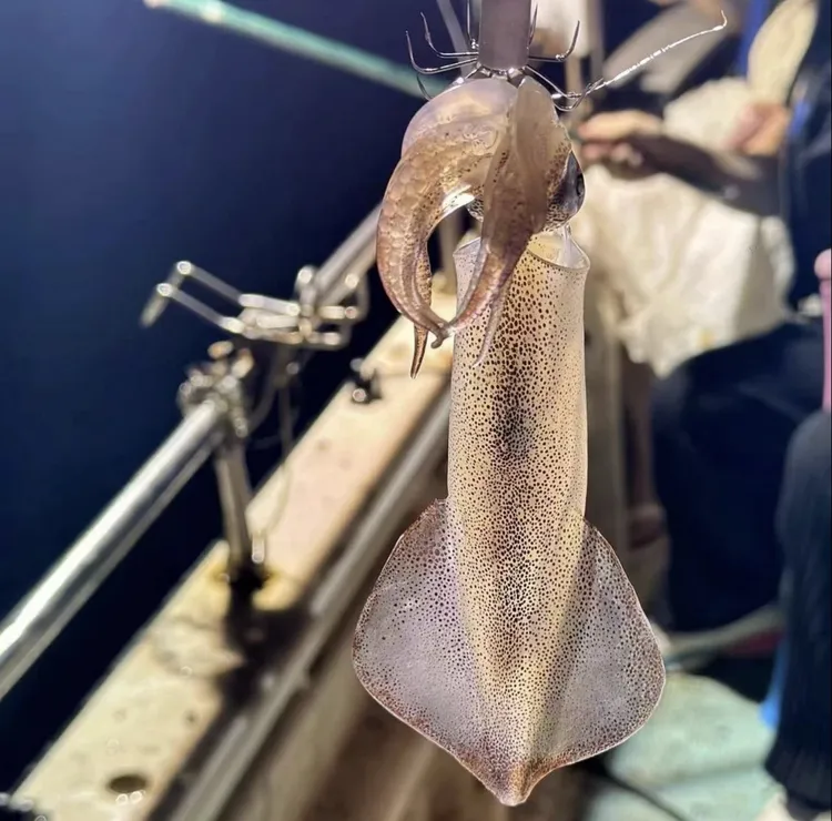 (个个带饭)汕尾本港海钓活冻中鱿鱼 包脆不缩水