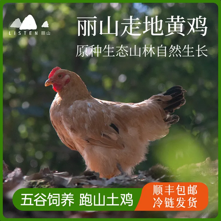 [丽山土鸡]丽山走地黄鸡2斤 高山散养新鲜鸡 白切盐焗红烧