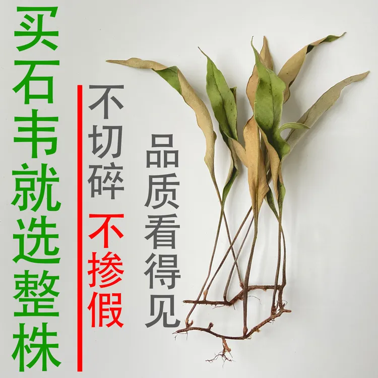 野生石韦草干货 石苇 小叶石韦茶石伟石皮金星草石兰飞刀剑