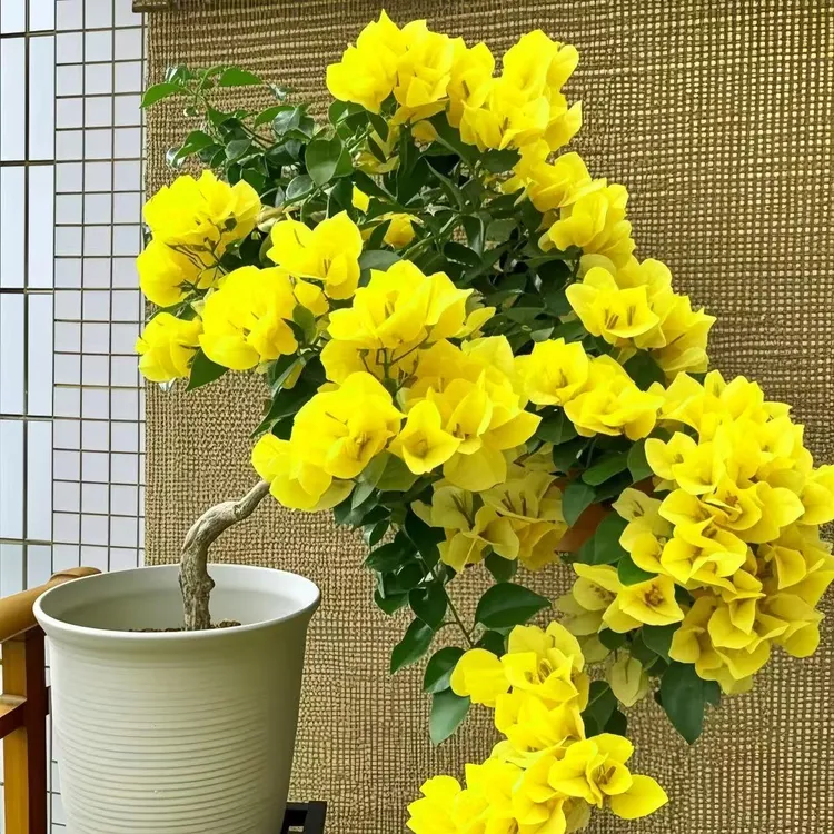 稀有黄色三角梅花卉绿植盆栽四季开花耐寒好养活适合阳台庭院