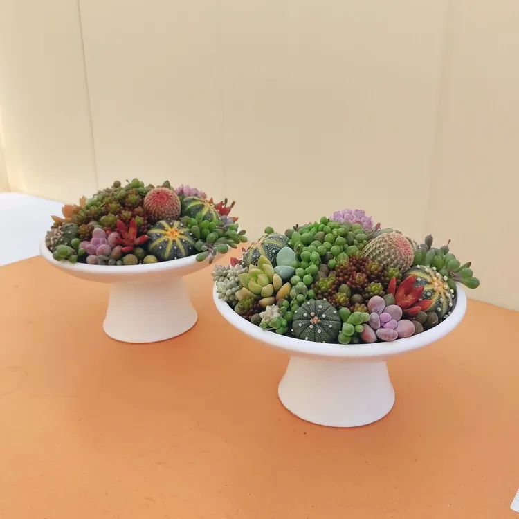 创意多肉植物水果盘花卉仙人球组合盆栽带盆栽好餐桌摆花乔迁之喜