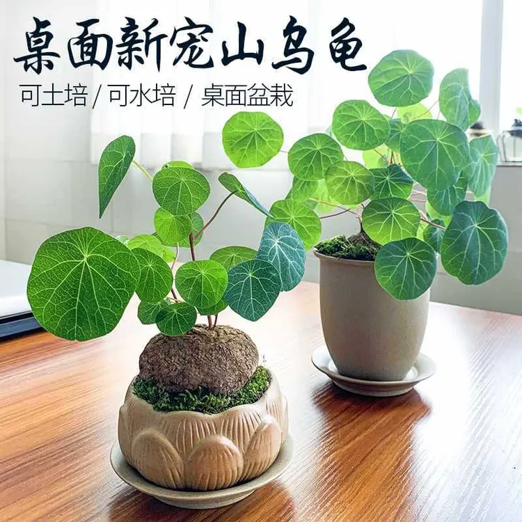 【新疆包邮】山乌龟金不换植物盆栽圆叶绿植水培桌面盆景庭院爬藤
