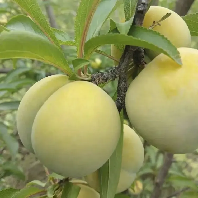 特大早熟蜂糖李子树苗嫁接青脆脱骨李子苗南北方种植【买1送2】