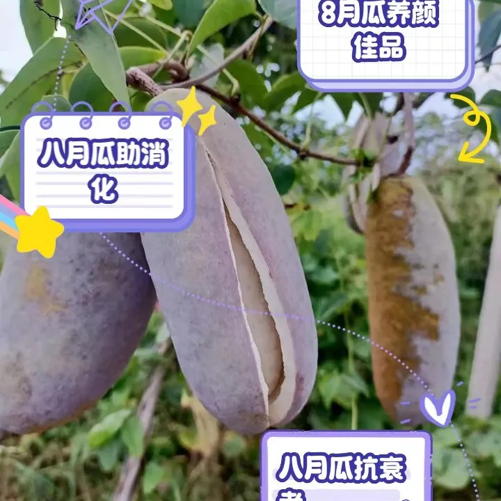梁嘎山特产八月瓜新鲜现摘稀有香甜水果应季鲜果野10斤大果包邮