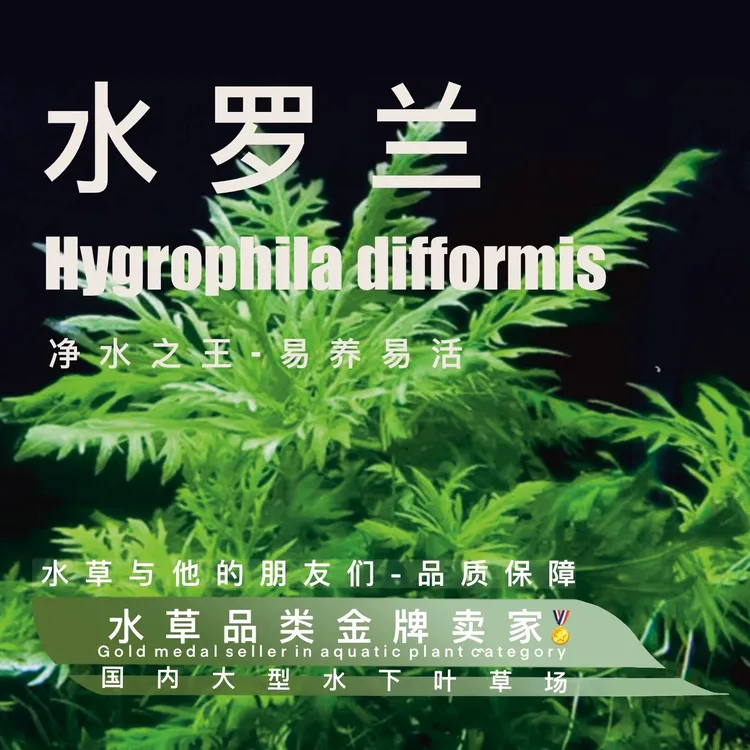 水罗兰水下叶 阴性水草超级易养易活，净水之王
