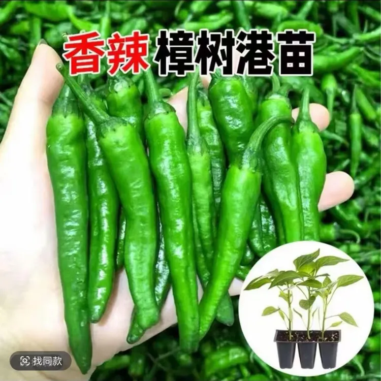 【樟树辣椒正宗蔬菜种球】春秋四季阳台盆栽青椒栽种蔬菜苗辣椒种球商品图