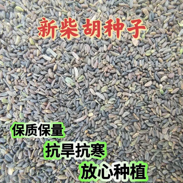 柴胡种子 纯新正宗北柴胡籽 优质无杂质发芽率高药材种子