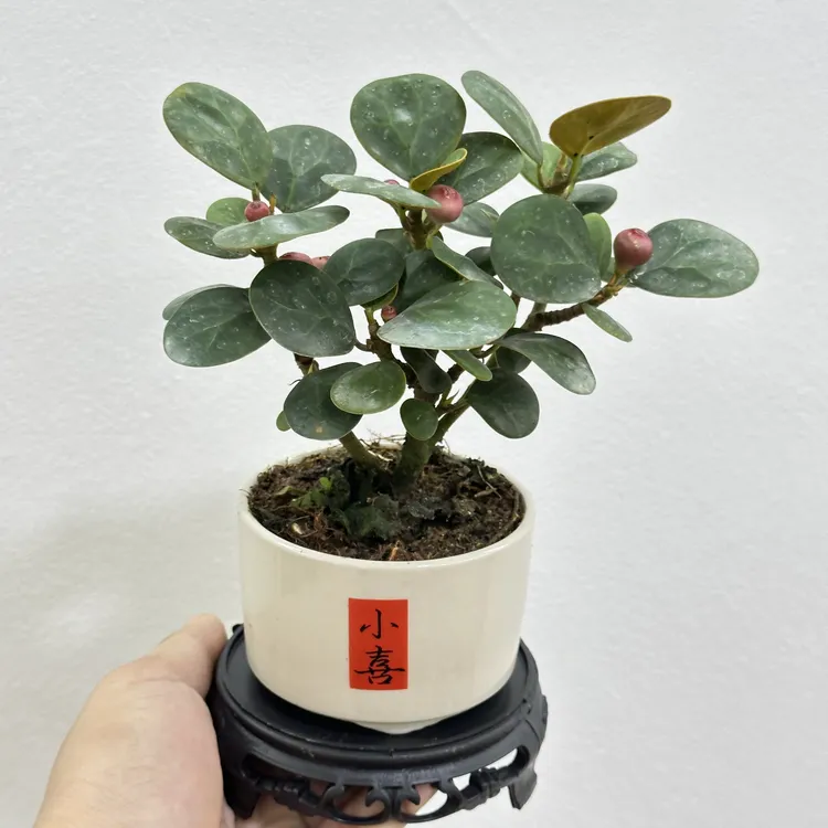 多子多福喜庆小盼菩提树盆栽室内绿植桌面装饰好养植物带果发货