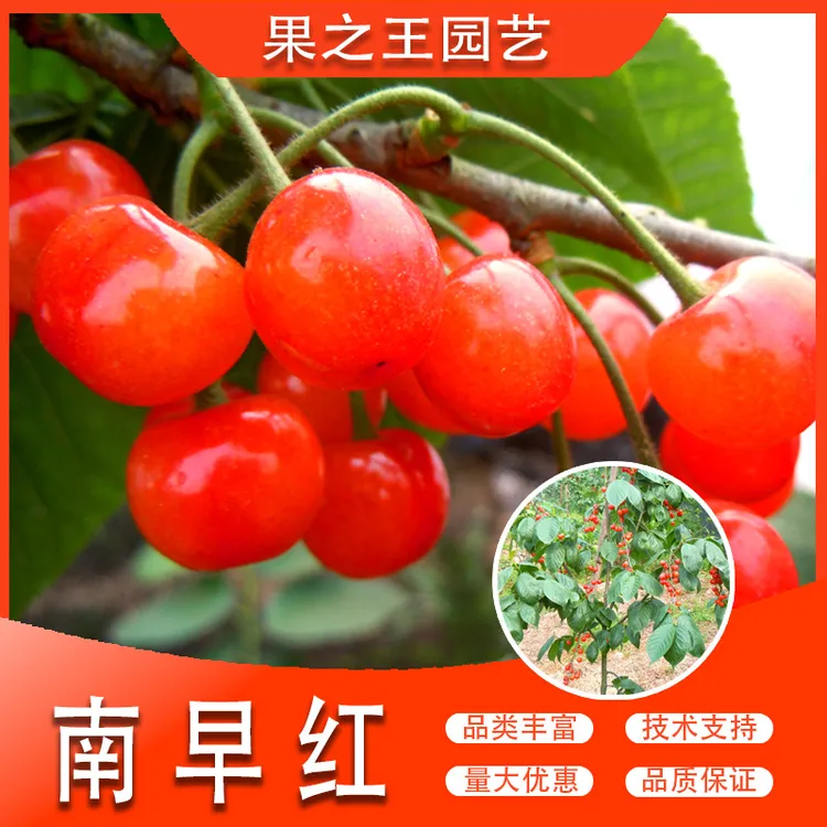 果之王【南早红】盆栽地栽正宗嫁接产量高早熟阳台南北种植樱桃苗