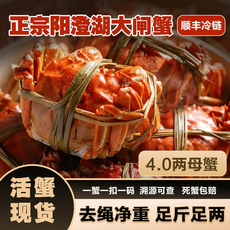 澄阳明明【阳澄湖大闸蟹】活蟹全母4.0两6/8/10只塘养鲜活顺丰发