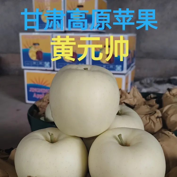 甘肃高原苹果（黄元帅）当季新鲜水果 果园现摘现发