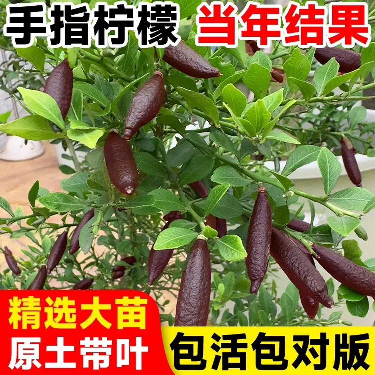 澳洲手指柠檬树苗 新品种手指柠檬苗指橙苗鱼子酱柠檬苗盆栽地栽
