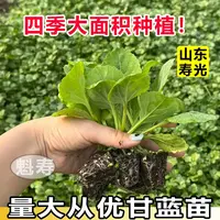 甘兰苗包心菜包包菜圆包花菜西蓝花西兰花菜花苗四季蔬菜秧苗庭院